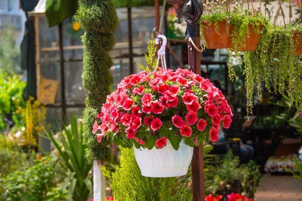 Hanging Planter Installation in Clearfield
